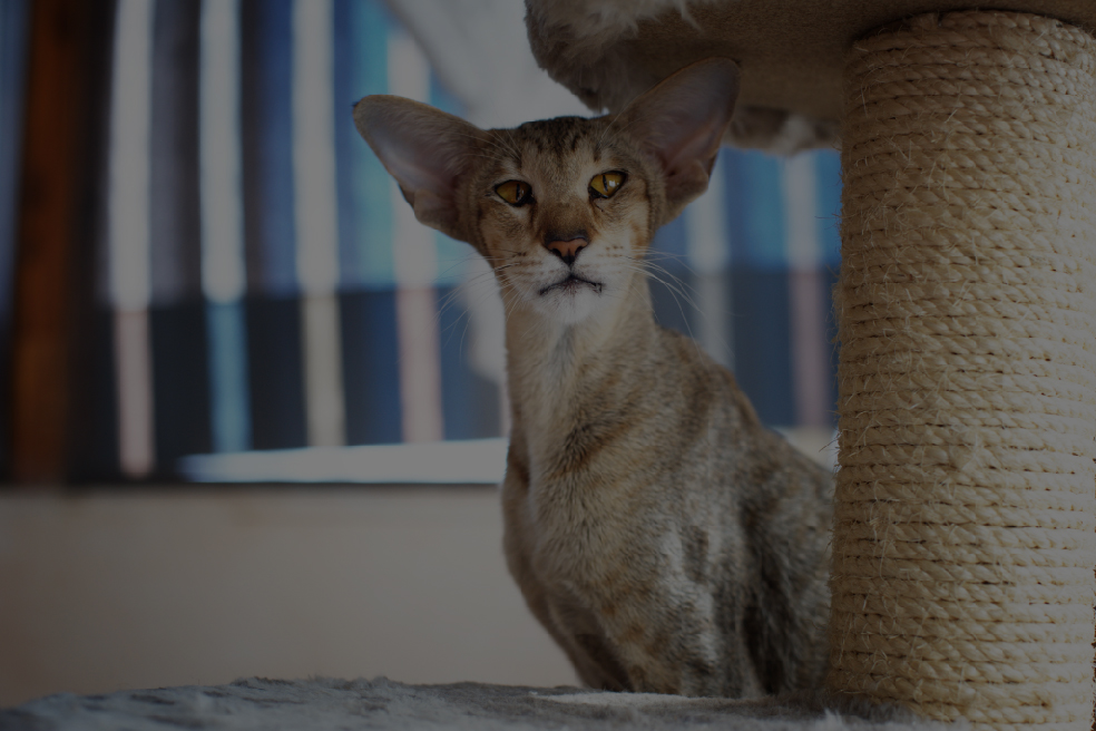 Elevage D Oriental Shorthair Situe Au Quebec Chatterie Gojirra